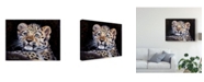 Trademark Global Pip Mcgarry Amur Leopard Cub Canvas Art - 37" x 49"